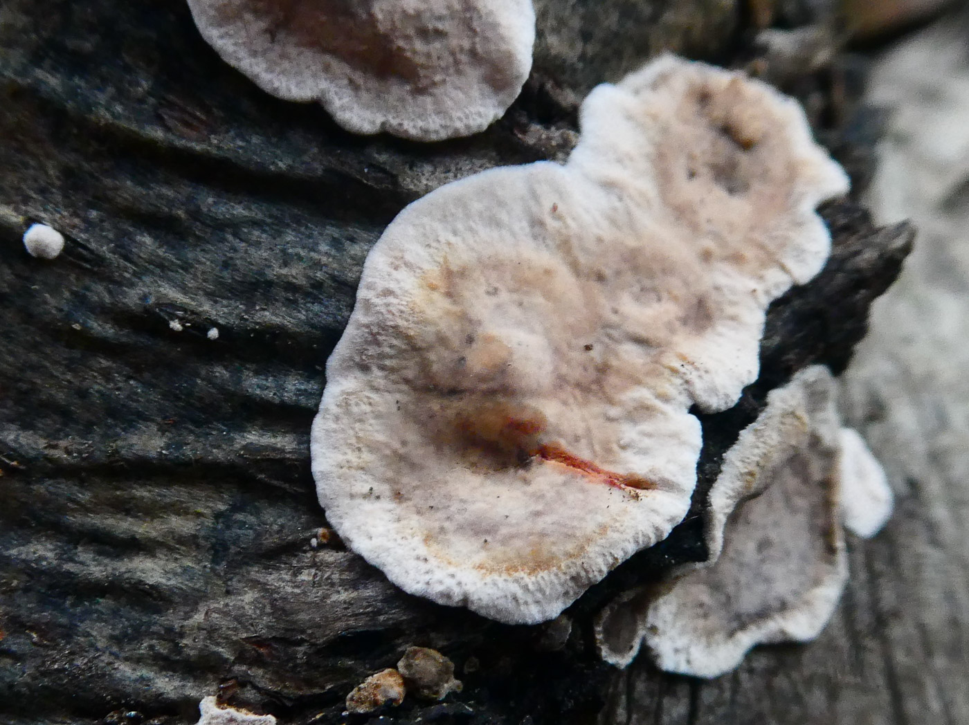 Photo by Jim Wills Stereum rugosum by Jim Wills